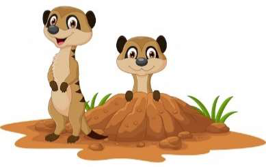 meerkat2