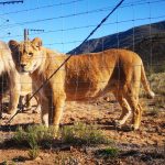 young female lion